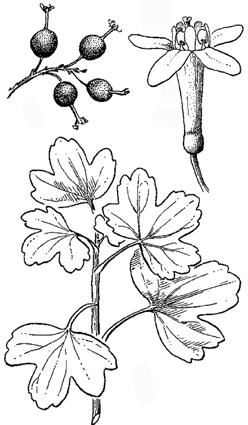 .04 5a 04a Stamens petals and < sepals in length; middleupper fruiting stems usually bristly; leaves usually with gland-tipped hairs beneath and squared to slightly notched at the base.