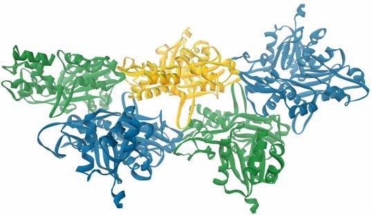 Introduction: actin and myosin Actin Myosin Myosin V and actin 375 residues Found in all eukaryotes Polymeric Forms track for myosin