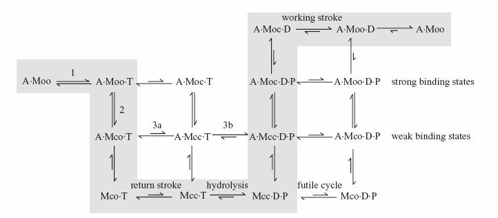 One detailed (among several) myosin mechanism A = Actin M = Myosin o = open (switch