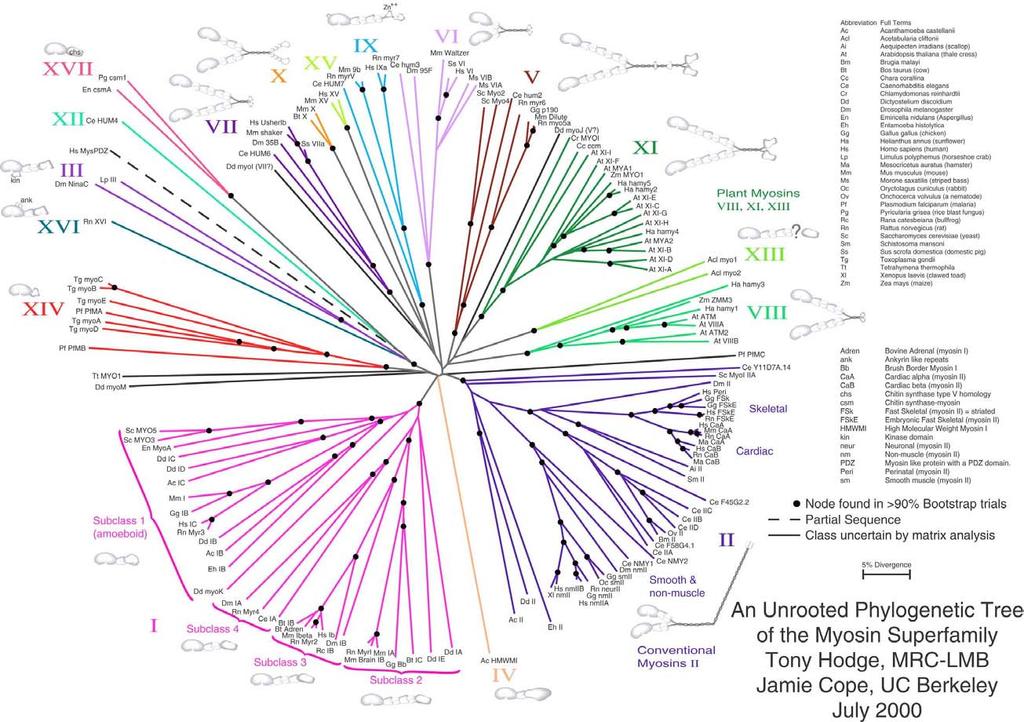 Myosin evolution Hodge et al. J. Cell Sci.
