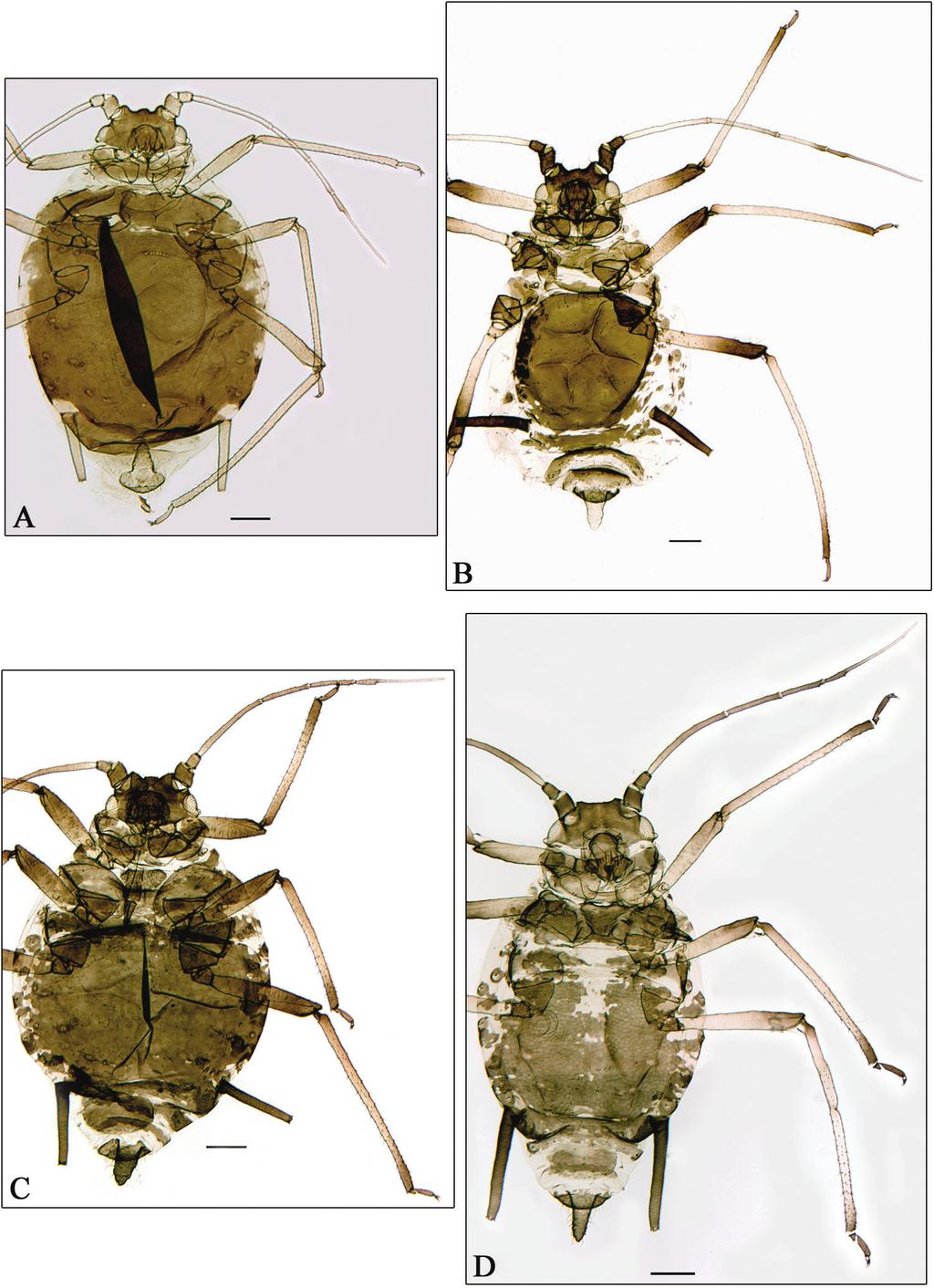10 Juan-Manuel Nieto Nafría et al. / ZooKeys 318: 1 33 (2013) Figure 2. A Aphidura bozkhoae. B A. delmasi. C A. ornata. D A. pannonica. A D apterous viviparous female. Scale bars 0.2 mm.