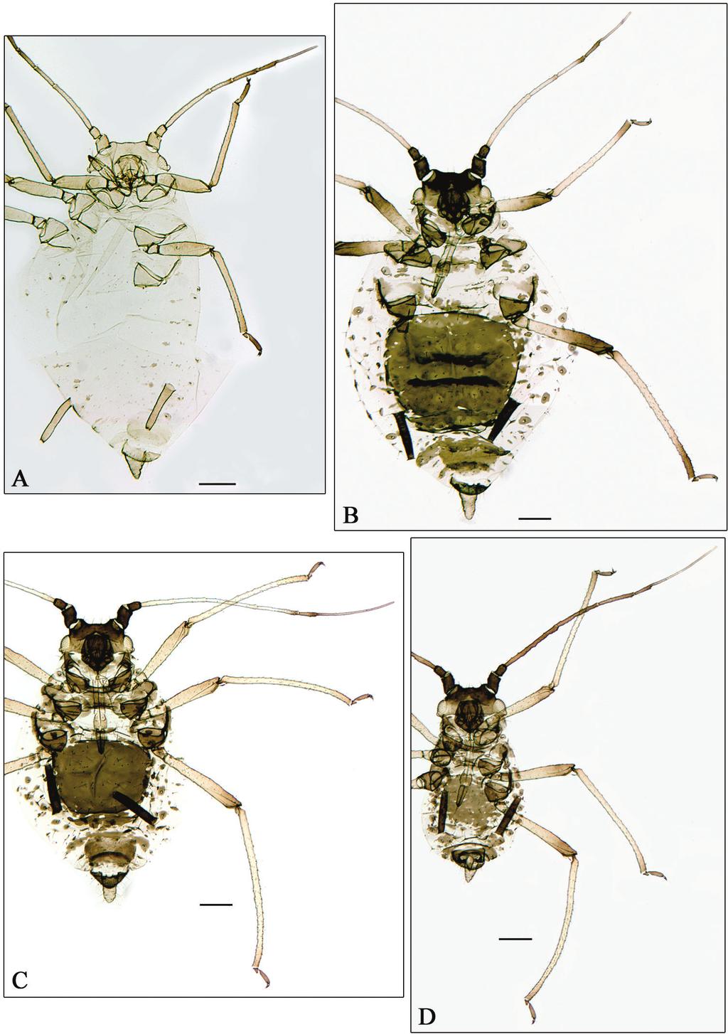 12 Juan-Manuel Nieto Nafría et al. / ZooKeys 318: 1 33 (2013) Figure 3. A Aphidura pujoli. B D A. delmasi B fundatrix C oviparous female D male. Scale bars 0.2 mm. Fundatrix. From 4 specimens (Fig.