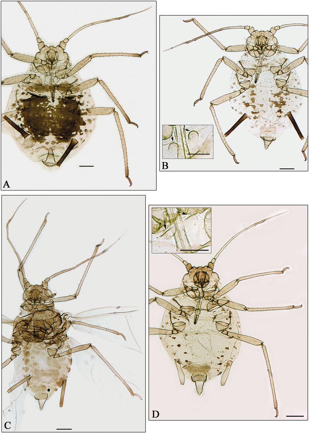 14 Juan-Manuel Nieto Nafría et al. / ZooKeys 318: 1 33 (2013) Figure 4. A C Aphidura gallica sp. n.