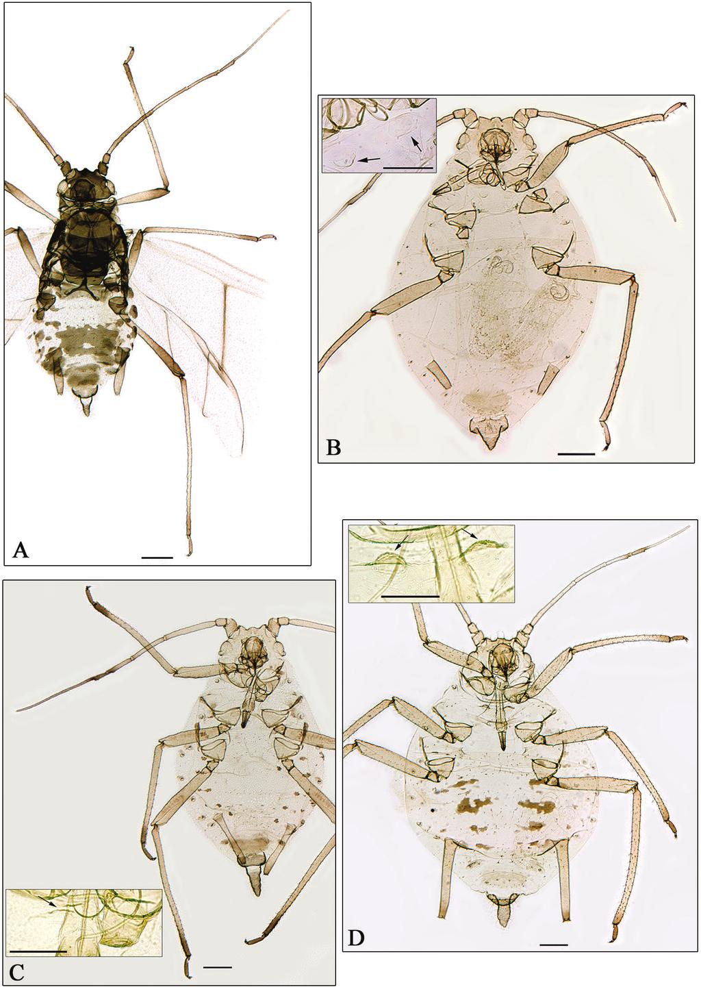 18 Juan-Manuel Nieto Nafría et al. / ZooKeys 318: 1 33 (2013) Figure 5. A Aphidura amphorosiphon sp. n. B A. pakistanensis sp. n. C A. graeca sp. n. D A.