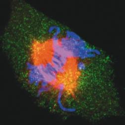 21 REGULATING THE EUKARYOTIC CELL CYCLE This cultured rat kidney cell in metaphase shows condensed chromosomes (blue), microtubules of the spindle apparatus (red), and the inner nuclear envelope