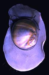 Gastropods: All gastropods have
