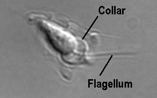Choanoflagellates have no fossil record.