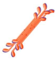 A: Myosin filaments attached to anti-parallel actin filaments shift towards the pointed ends as treadmilling is assumed to exceed actin filament velocities through myosin action.