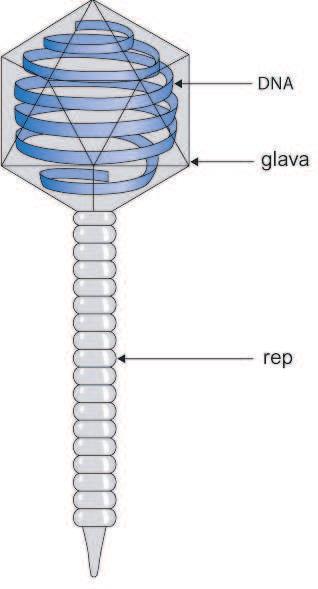 proteinskim plaščem v obliki glave in repa. Ko virus Lambda naleti na svojo Slika 4: Zgradba virusa Lambda bakterijo gostiteljico, s svojim repom predre celično steno in vanjo vbrizga svoj kromosom.