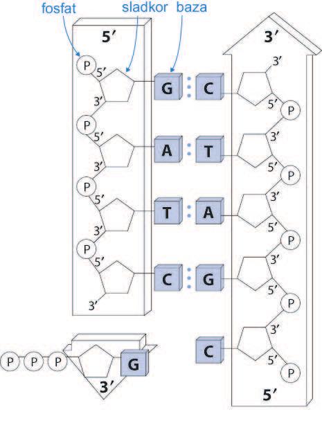 Baze nastopajo v takšnih parih zato, ker je geometrija vijačnice taka, da stakne A in T v takšno geometrijo, da se med njima tvorita dve vodikovi vezi, med C-G pa tri. A-C oz.