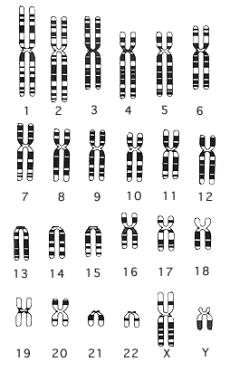 considered diploid because each cell has two copies Some organisms Haploid triploid tetraploid Overview of Process