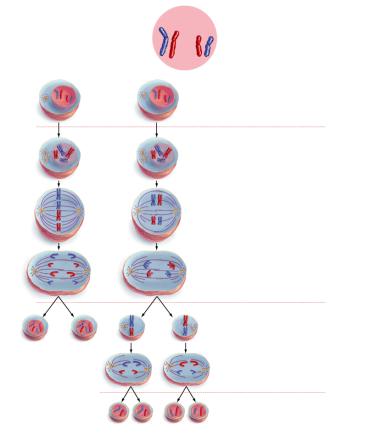 The Steps in one round of chromosome duplicakon followed by two rounds of cell No second chromosome duplicakon aver first The Steps in Two primary stages in meiosis meiosis I meiosis II homologous