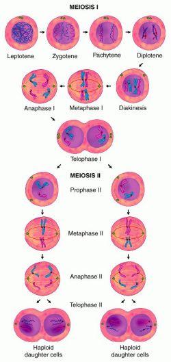 The members of each pair are homologous the same in size and function. Two pairs somatic gamete of homologous are shown within the cells cell precursor in both the mitosis and meiosis figures.