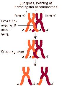 Prior to the initiation of both mitosis and meiosis, the duplicate. In both processes, each chromosome is now composed of two sister chromatids. 3.