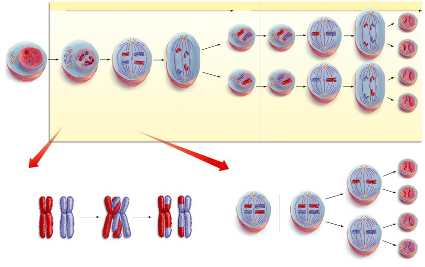 End of interphase DNA has already duplicated Exchange of parts of non-sister chromatids.