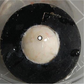 B. Coudrillier et al. Fig. 1 a The specimen mounted on the inflation chamber and speckled with graphite powder for digital imaging correlation.