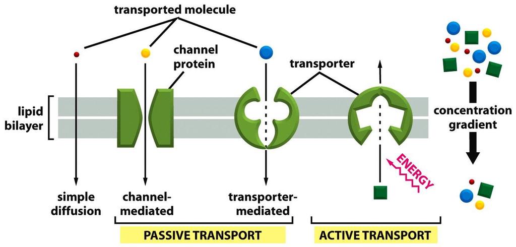 Membrane ionic transport system (MITS) 1 - Ion channels 2 -