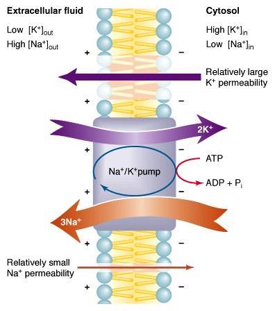 Factors that influence the resting membrane potential The Na + /K + pump contributes to resting membrane potential in 2 ways: Pumping Na + & K + ions in a 3:2 ratio contribute to