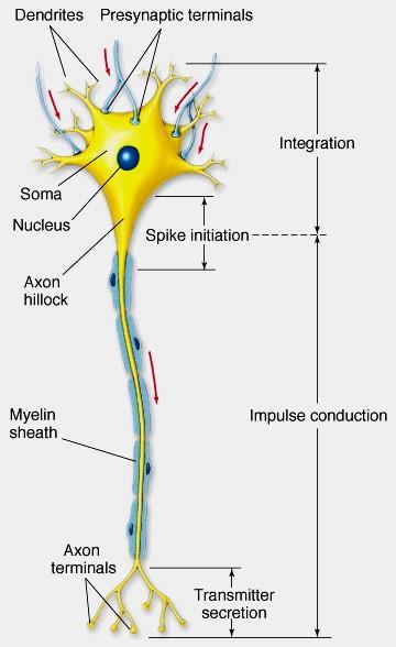When the neuron is inactive, the membrane is said to be at rest and has a resting membrane potential When the