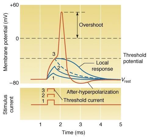 The nerve action potential Profile of a Nerve Action Potential Threshold -Occurs when Na + entering exceeds K + leaving -A rise in potential of 15-30 mv is required The All-or-None principle An