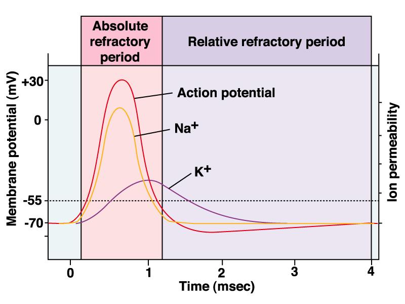 (ARP)- membrane is not responsive to any stimulation Relative
