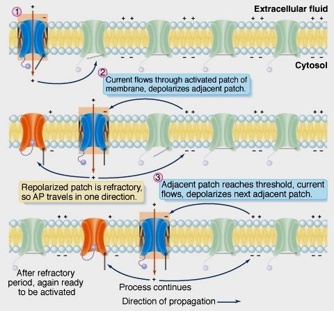 Action Potential travels along the membrane as a