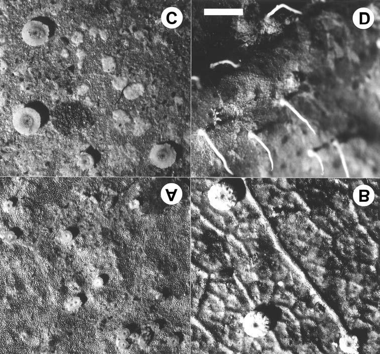 302 Lücking: Foliicolous lichens and their lichenicolous fungi from Ecuador Fig. 1. A: Aspidothelium mirabile Lücking, thallus with perithecia; B: A. ornatum Lücking, thallus with perithecia; C: A.