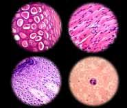 q There is no way for us to know that for certain. q Because the observed cells have a cell wall. q Because bacterial cells are much smaller. q Because the observed cells have a plasma membrane.