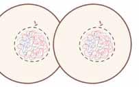 The role of these cells is to divide and generate new cells that will differentiate and replace the damaged ones. Interphase. This phase is not part of mitosis.