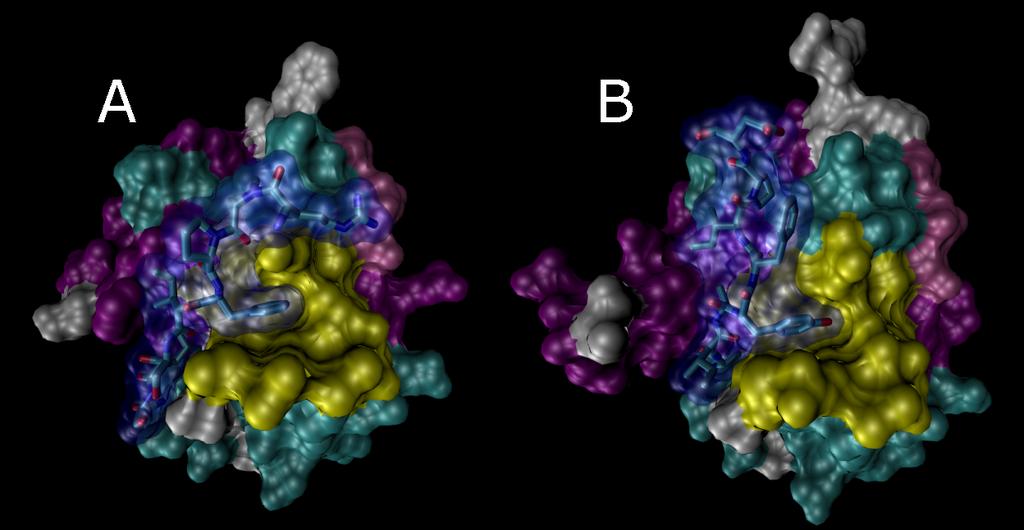 structural subdomains, including a C terminal RING motif responsible for the molecule s ubiquitin ligase activity (Wilson et al.