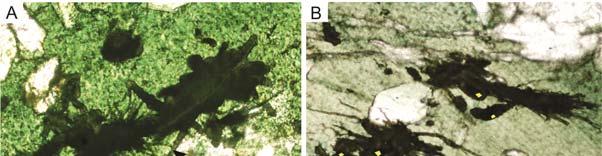 calcite matrix that are morphologically comparable to the type microtextures of Furnes et al. (2004).