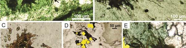 Fig. DR2); and 2), relatively large euhedral pyrites c.10 60 µm across that cross-cut the microtextures near a quartzcarbonate vein (B137; Fig. DR2). In sample B175 pyrite predominates with subordinate chalcopyrite, in B177 chalcopyrite dominates with fewer pyrite grains.