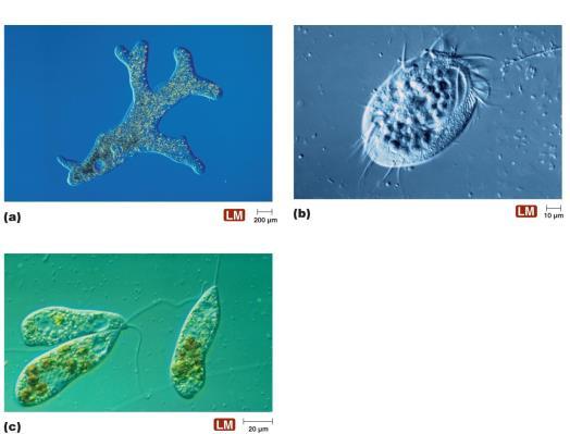 Protozoa (Animals) Single-celled eukaryotes Similar to animals in nutrient needs and cellular structure Live freely in water; some live in animal hosts Most