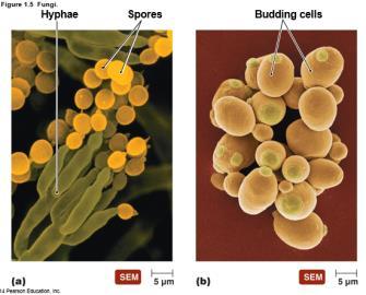 Fungi Obtain food from other organisms possess cell walls Yeasts