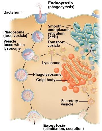 Eukaryotic Cell Walls and Cytoplasmic