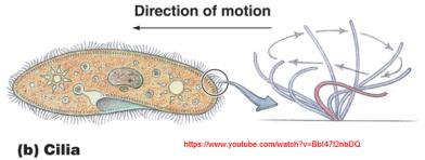flagella Function: 1) move cells - coordinated beating propels cells through their environment 2) move substances past the surface of the cell eukaryote Flagellum