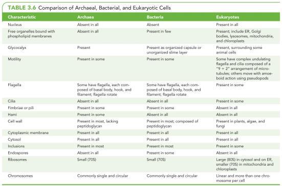 prokaryotic cells Internal s (nuclear, golgi,
