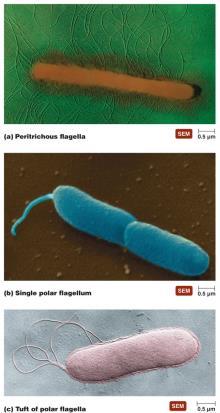Figure 3.7 Micrographs of basic arrangements of bacterial flagella. Different Arrangement of flagella Figure 3.