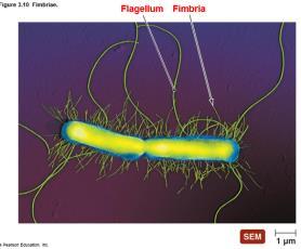 Fimbriae Nonmotile, rodlike, sticky, bristlelike projections Shorter than flagella but more