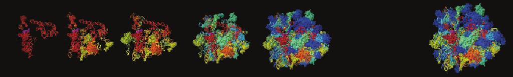 5 Primordial ribosome Mature PTC Processive ribosome Mature ribosome Origin of proteins Urancestor 1 2 3 Molecular age (nd) Ribosomal core Present day ribosome Ribosomal history Diversified life The
