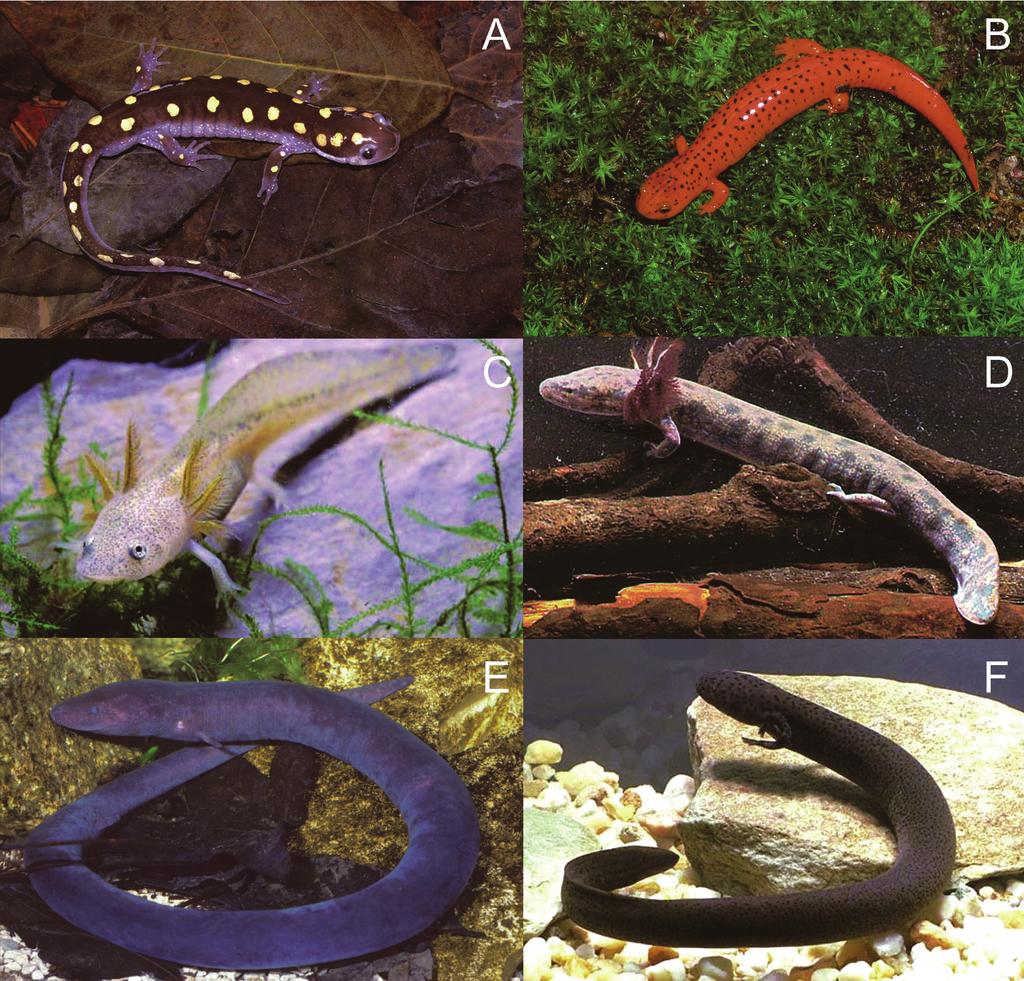 92 SYSTEMATIC BIOLOGY VOL. 54 FIGURE 1. Representatives of transforming and paedomorphic salamander families.