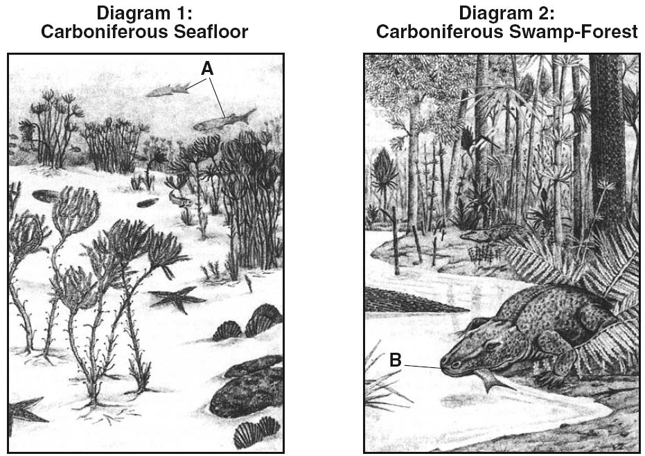 Base your answers to questions 31 and 32 on the diagrams below. Diagram 1 is a drawing of a seafloor environment during the Carboniferous Period.