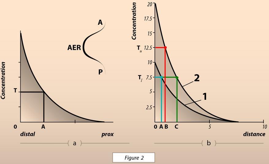 Figure 1: The two-waves model vs the biophysical model (schematically) (a) In the two-waves model the enhancers of the telomeric landscape (TL) activate the Hoxd genes in the early phase of limb bud