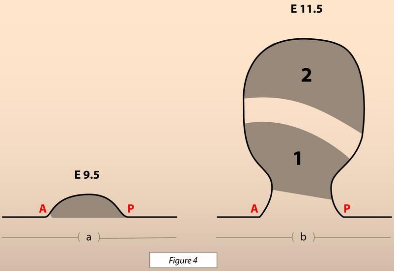 an area (0A) of the bud where the morphogen concentration exceeds T l and is lower than T u. When the morphogen concentration is either lower than Tl or exceeds Tu the gene expression fades out (Fig.