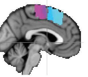 Gradients of similarity Laplacian eigenmap of the medial prefrontal