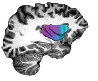 connectivity profile Cerliani, et al. Hum Brain Mapp 2012 Bajada et al.