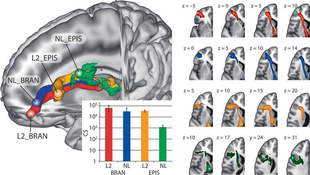 Example: Prefrontal-thalamic connectivity Functional localizer 7T dmri 1mm iso FSL