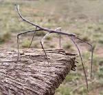20. Certain insects resemble the twigs of trees. Based on modern evolutionary theory, the most probable explanation for this is that - A B C D A mutation that caused the resemblance.