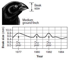 Use the following information for questions 27 and 28. Average beak sizes of the seed-eating medium ground finch on one of the Galapagos Islands are shown in the diagram below.