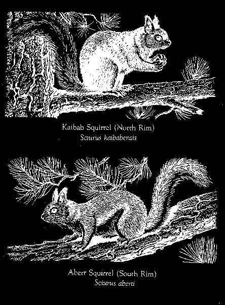 Two squirrel varieties (the Abert squirrel and the Kaibab squirrel) have a common ancestor that lived in Northern Arizona.